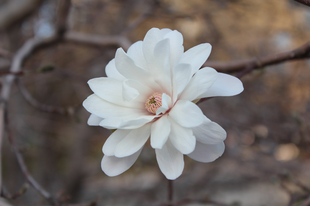 Antiquary Magnolia by MattK