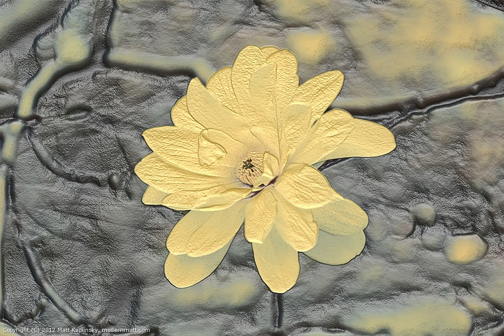 Antiquary Magnolia by MattK