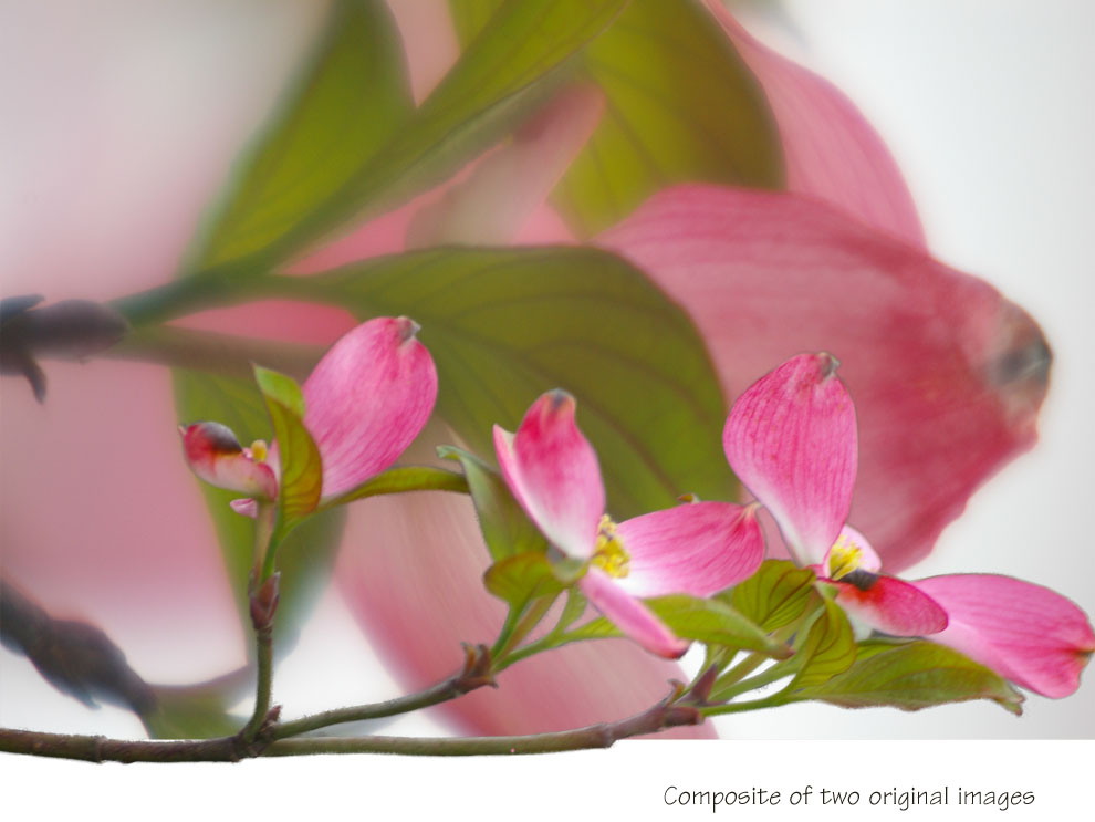 Efflorescence by Jane Noel
