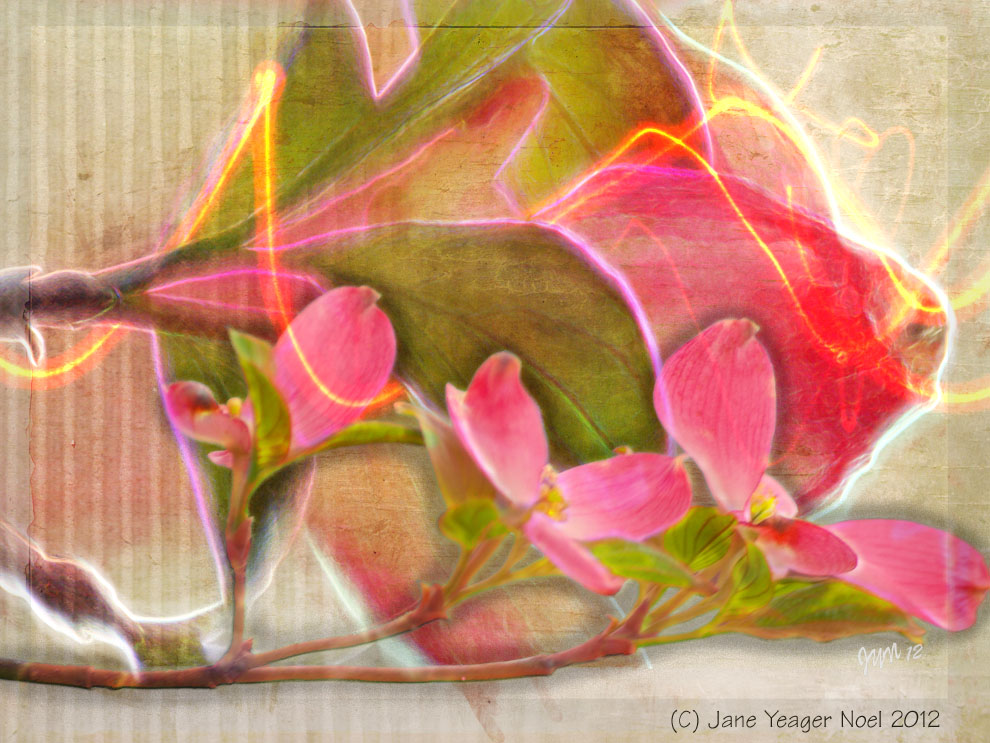 Efflorescence by Jane Noel