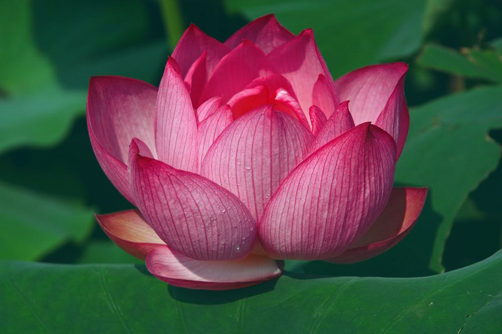 Lotus vibrant by sueta