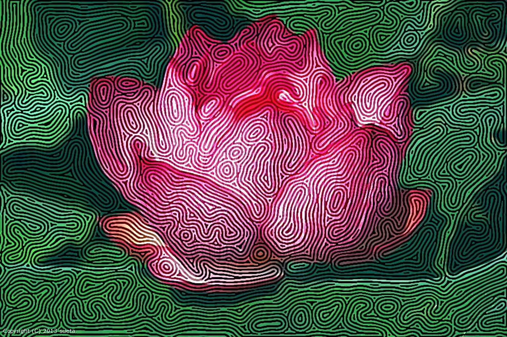 Lotus vibrant by sueta