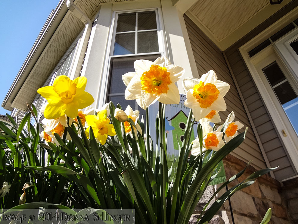 Daffodils by dfsmetsfan