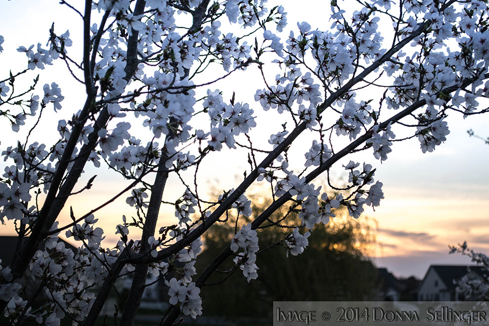 Blossoms at Sunset by dfsmetsfan