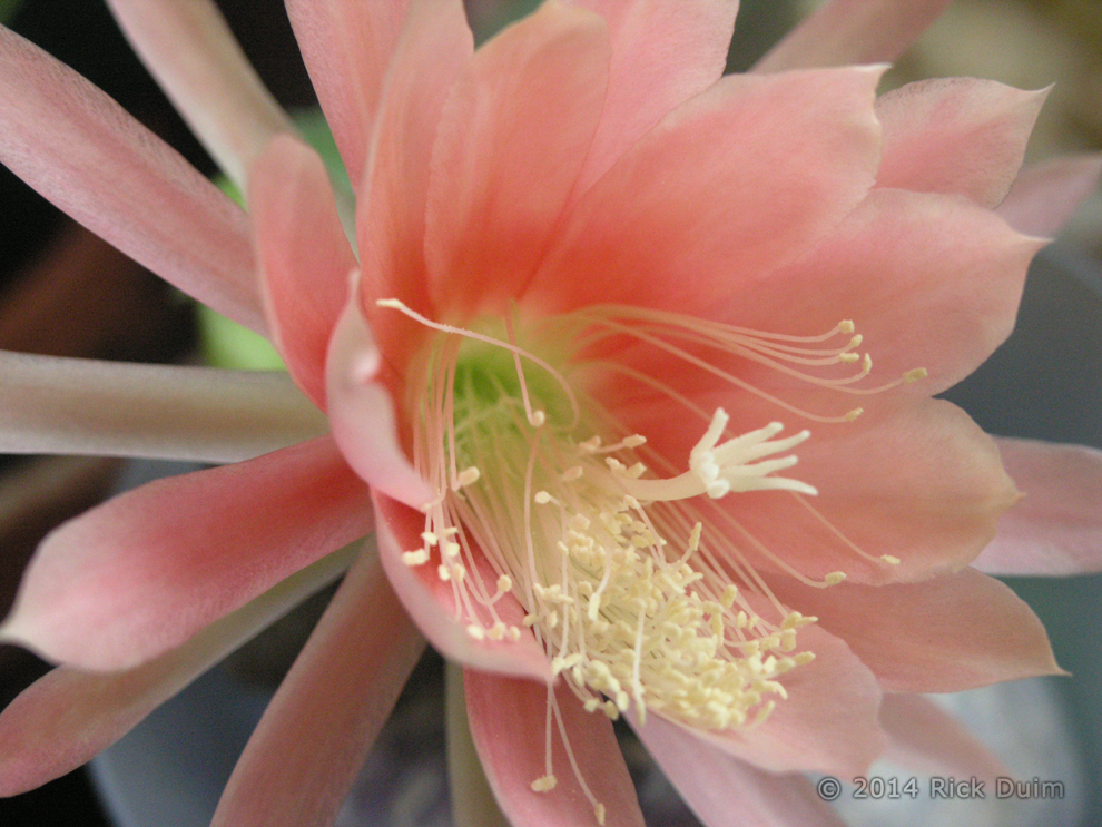 Pink Epiphyllum by Rachel Duim