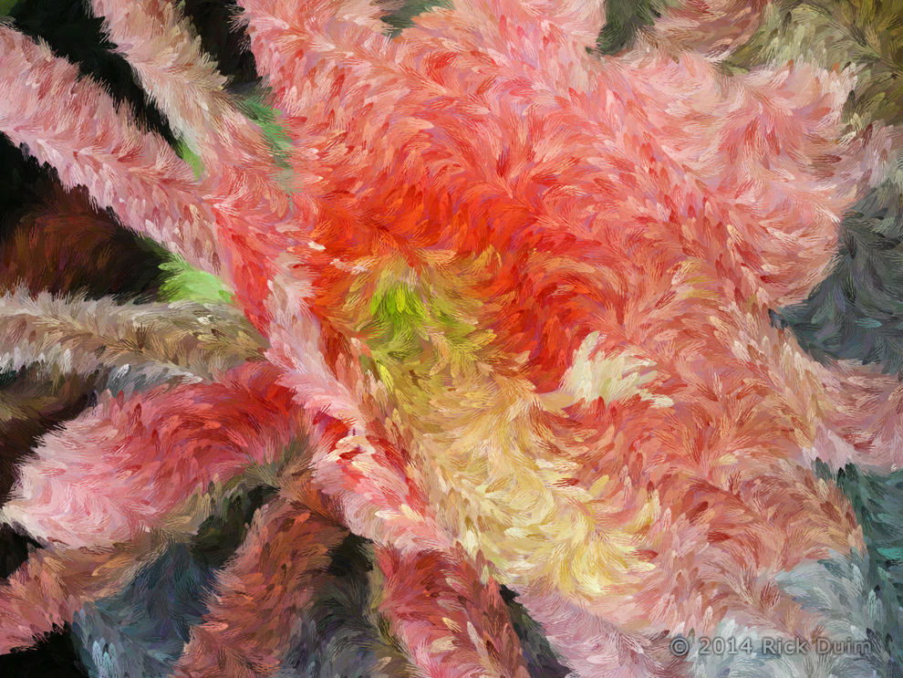 Pink Epiphyllum by Rachel Duim