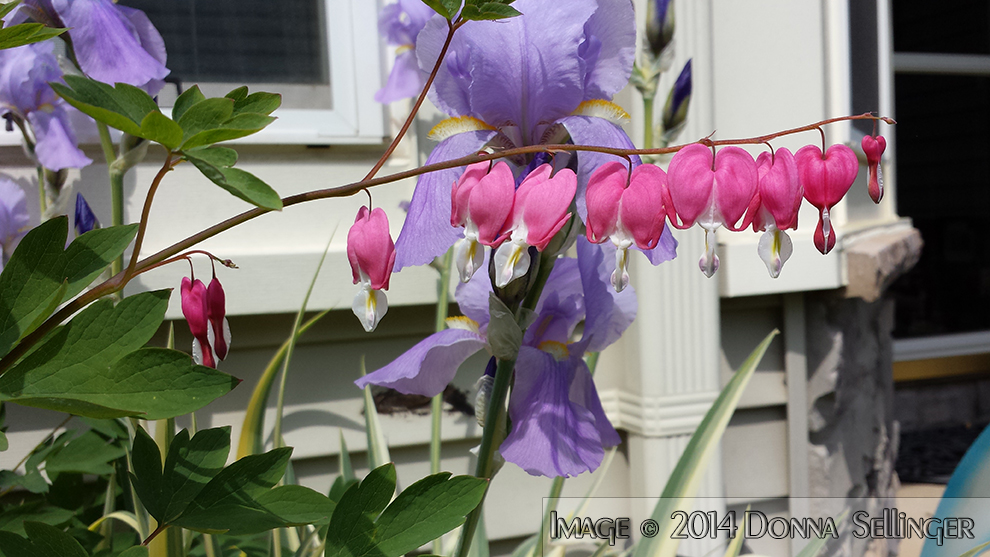 Lilacs & Bleeding Hearts by dfsmetsfan