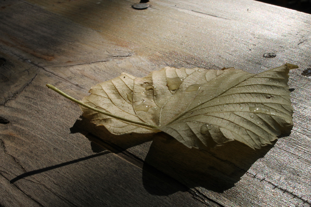 The last days of Summer by Maxstar