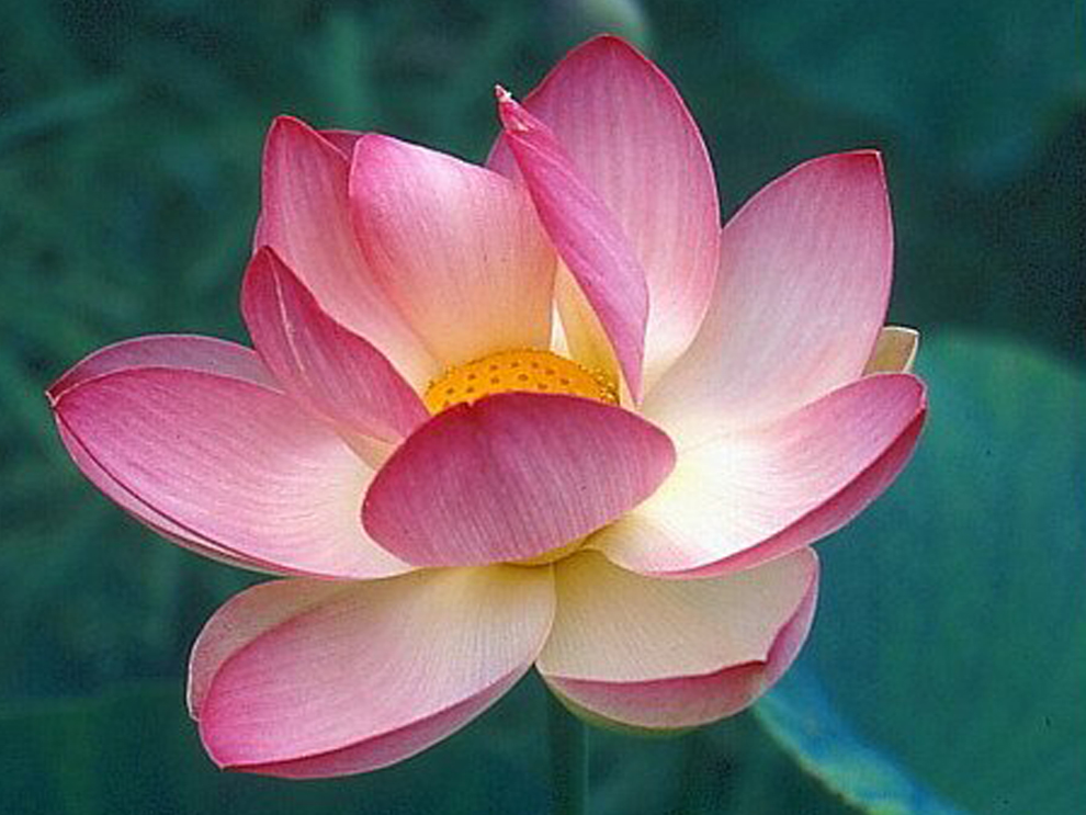Wild lotus by sueta