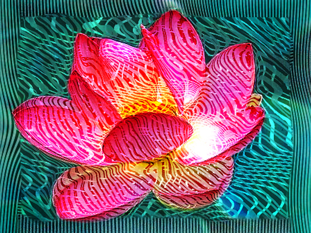 Wild lotus by sueta