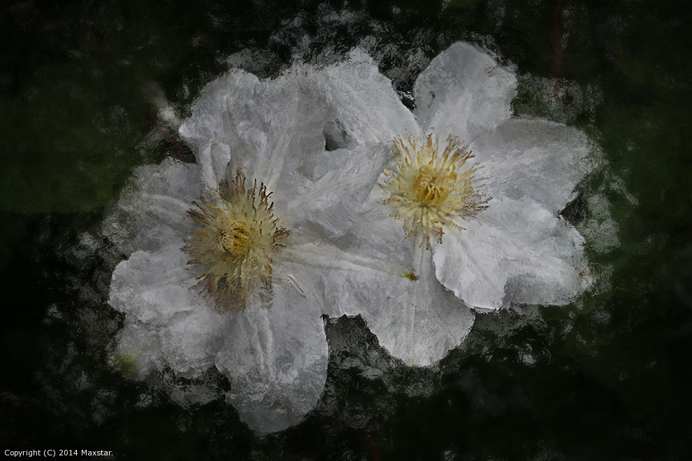 White Decay by Maxstar