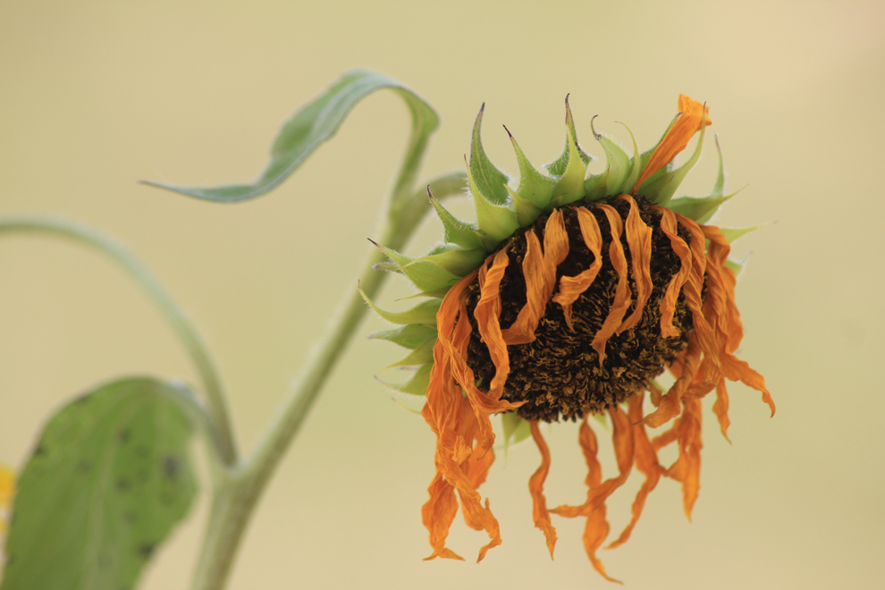 Sunflower by Vendenis