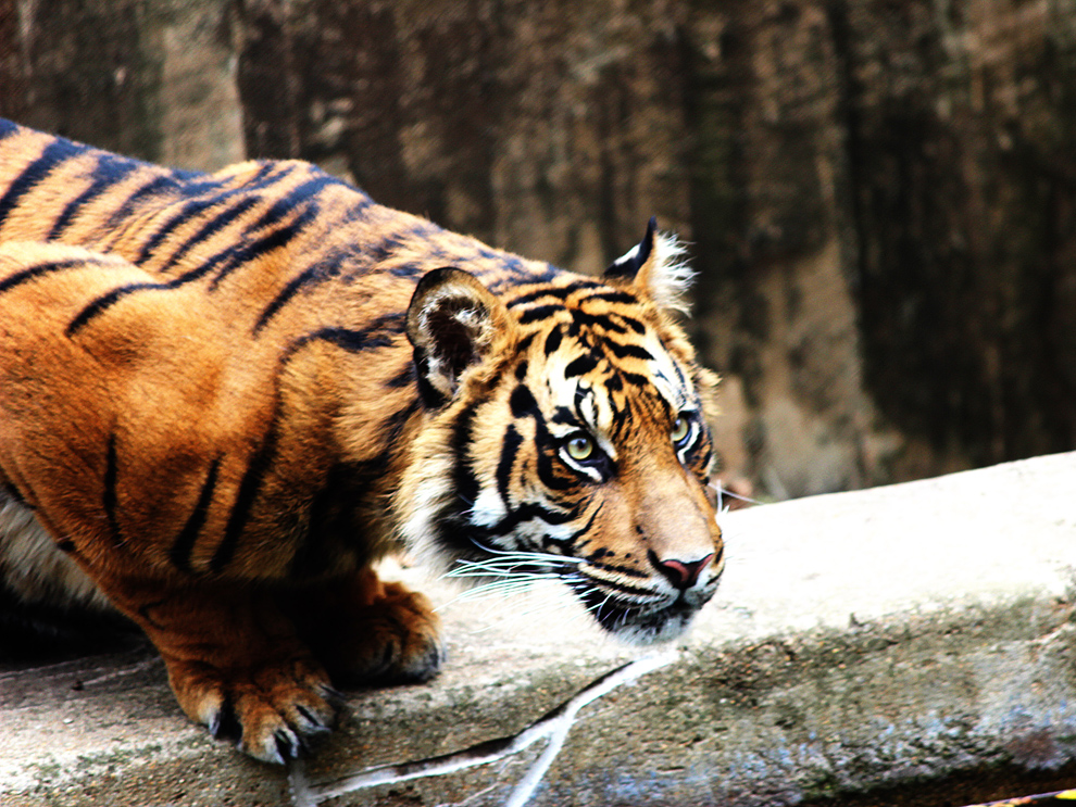 Sumatran Tiger (fractalized) by greyloch