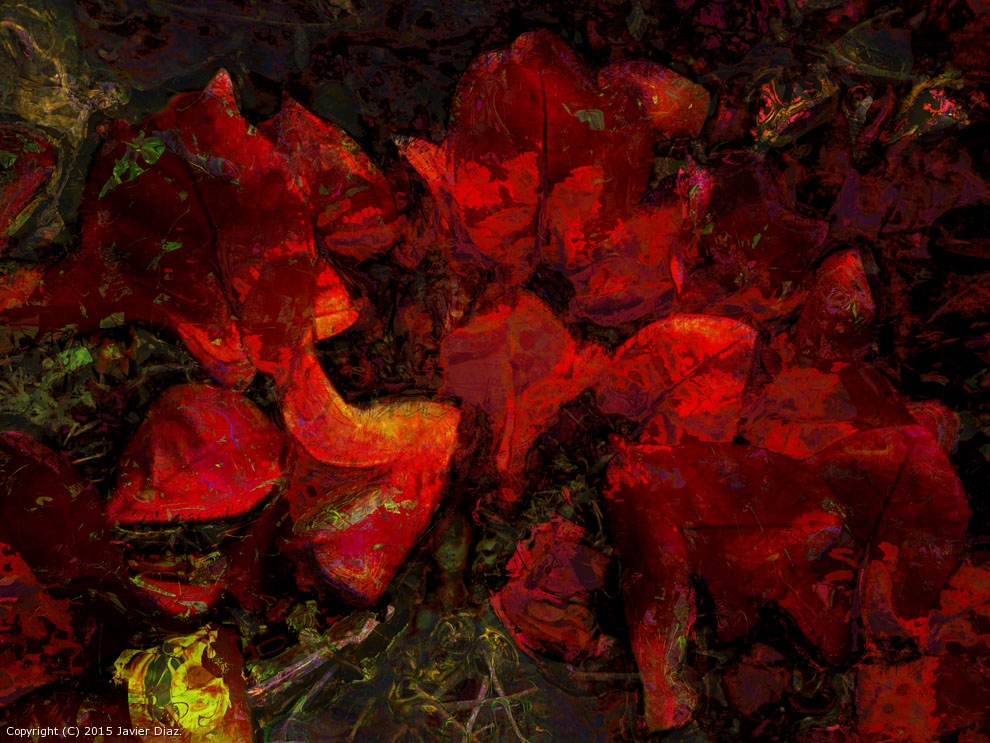 Red blossom by Javier Diaz