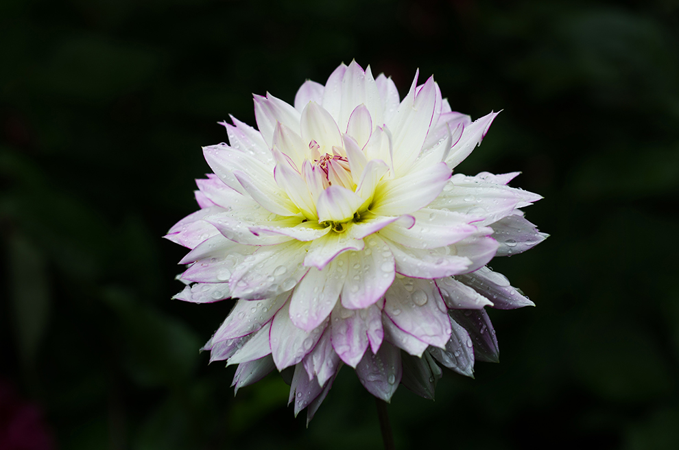 Floral Rhapsody by Chris Goldthorpe
