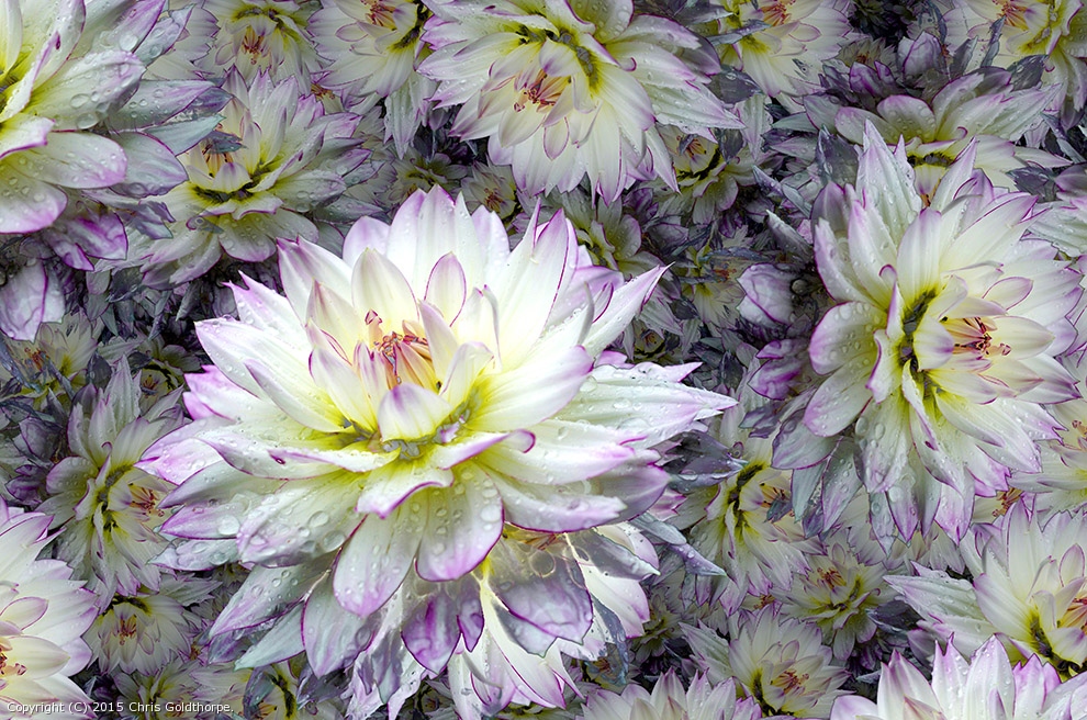 Floral Rhapsody by Chris Goldthorpe