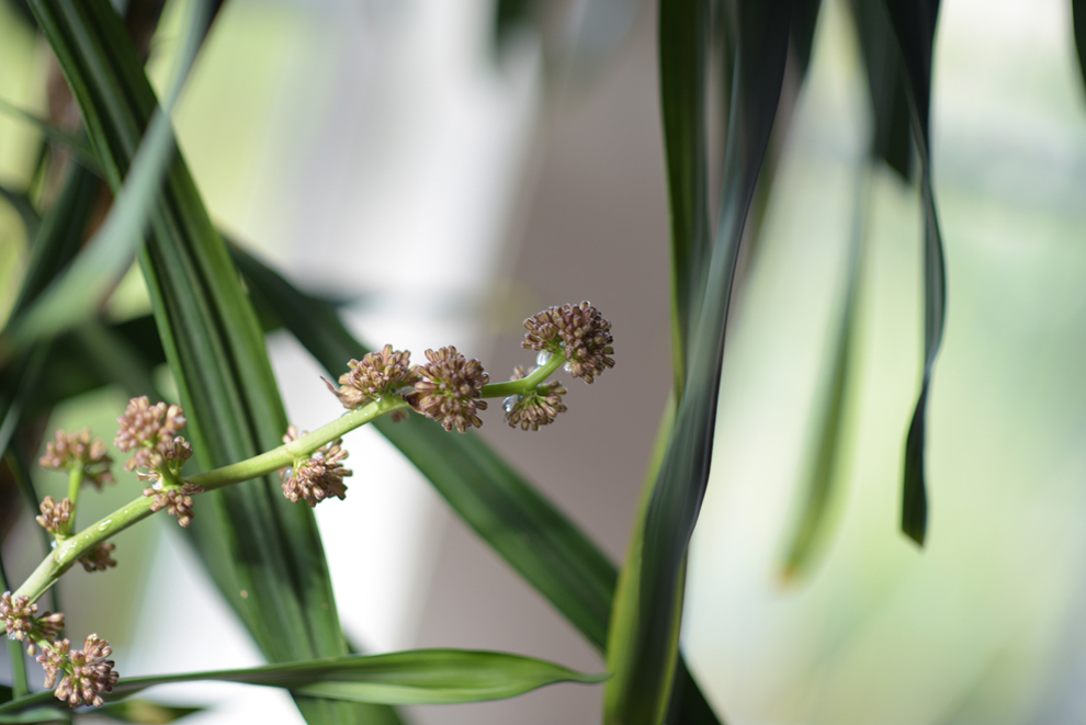 House Plant by CHEWEY