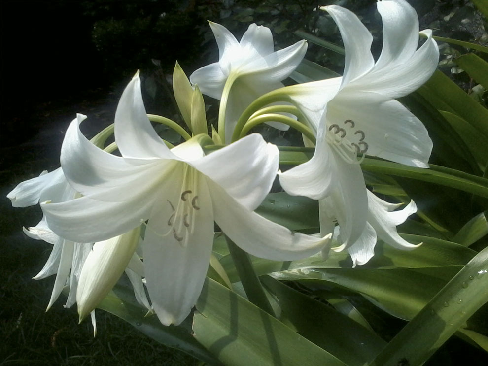 Flores blancas by Javier Diaz