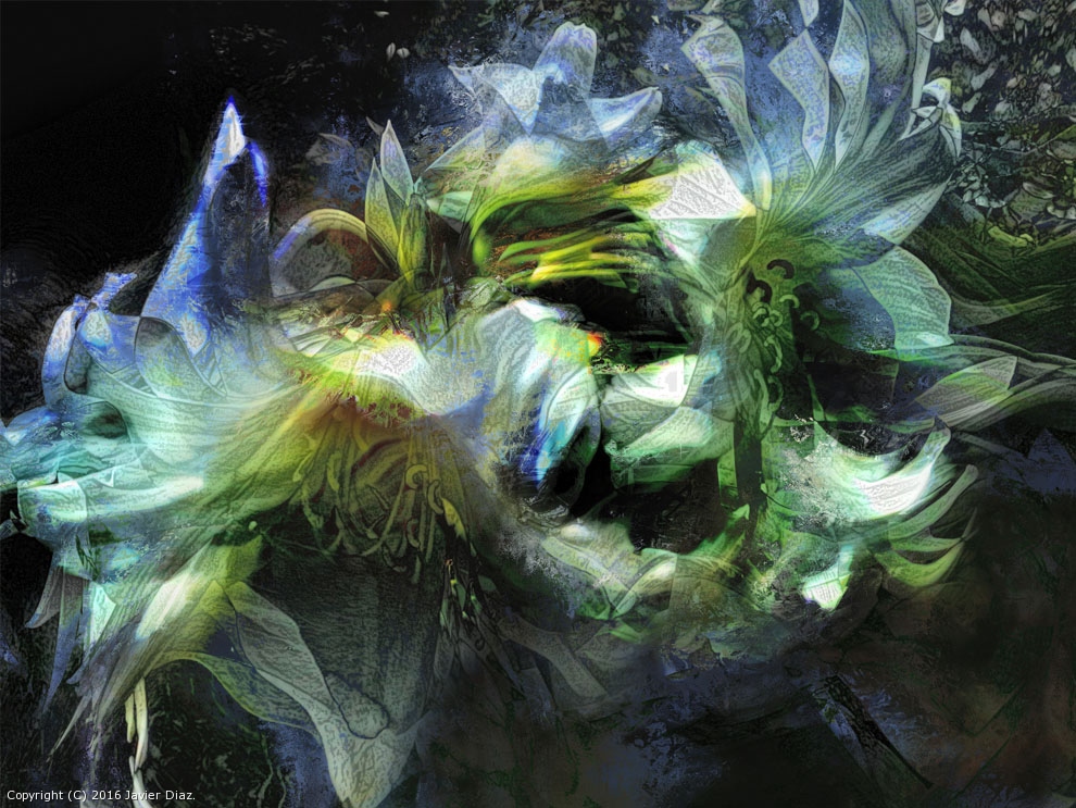 Flores blancas by Javier Diaz