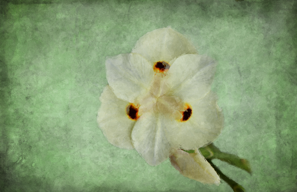 Flora Shy by CHEWEY