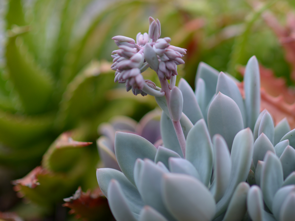 Flora Wintry by CHEWEY