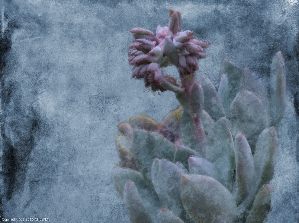 Flora Wintry by CHEWEY