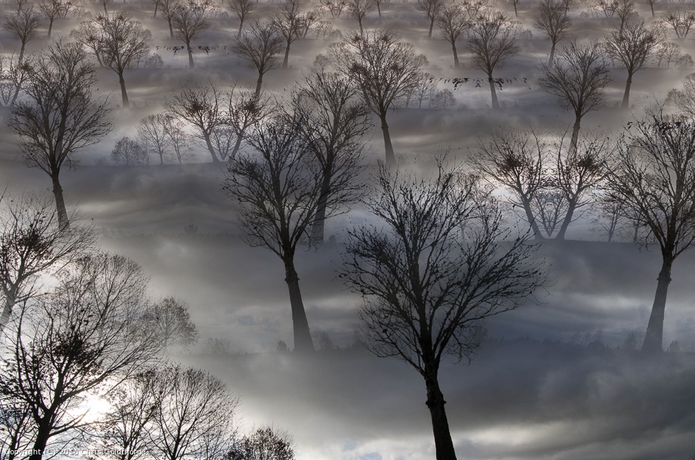 Cloud Forest by Chris Goldthorpe