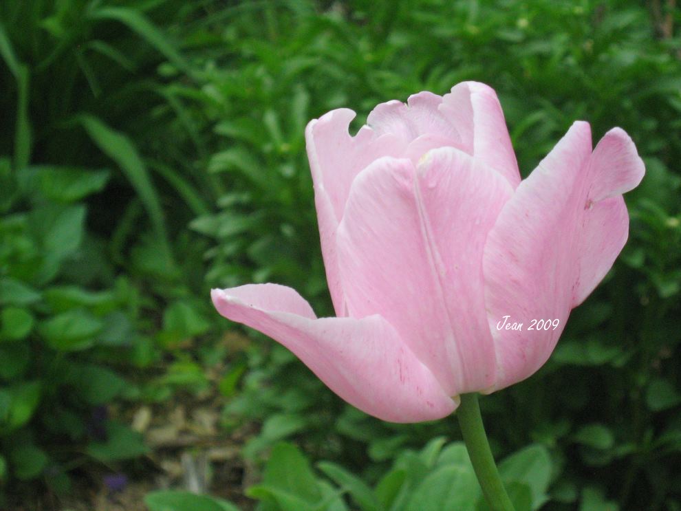 Spring Tulip by Presidio