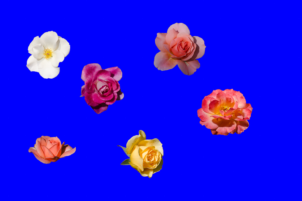 The Ultimate Rose Garden by Chris Goldthorpe
