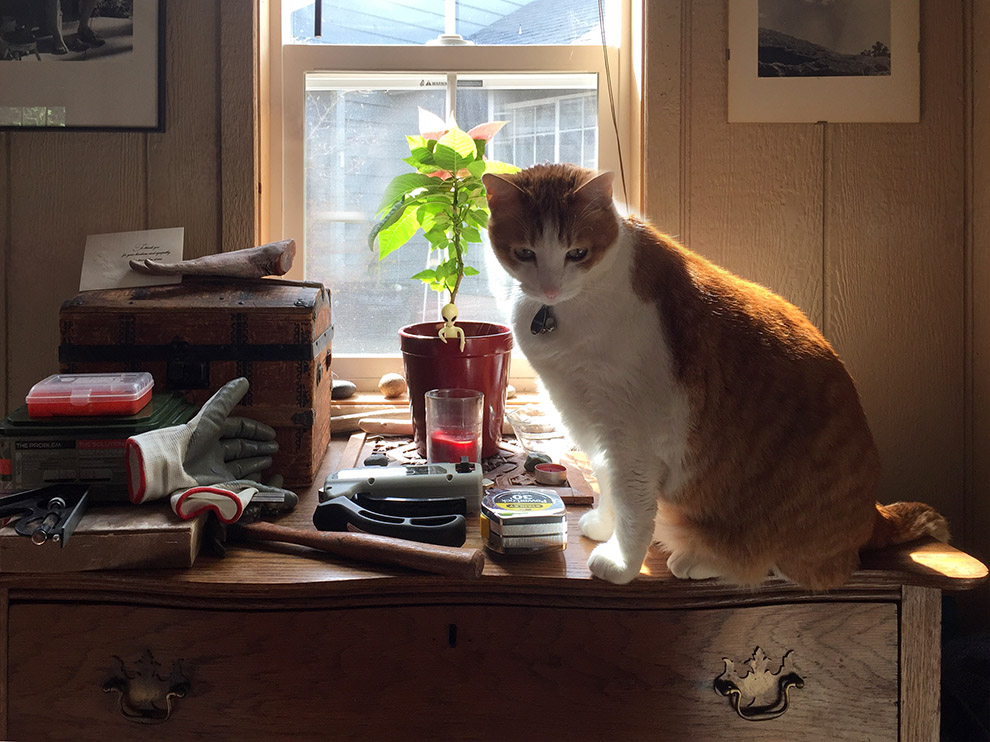 Cat and Poinsettia by bpkelsey