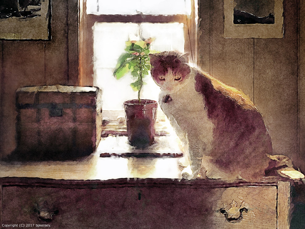 Cat and Poinsettia by bpkelsey