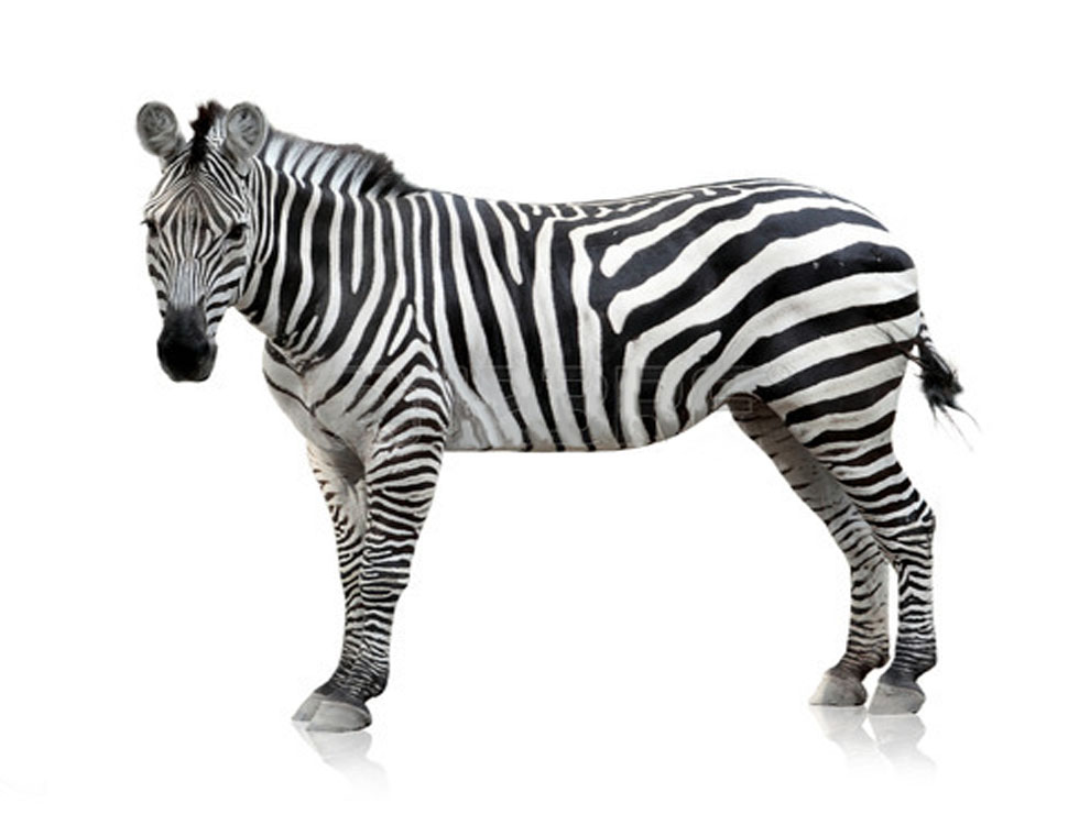 The 9 lives of the Cat by acire1