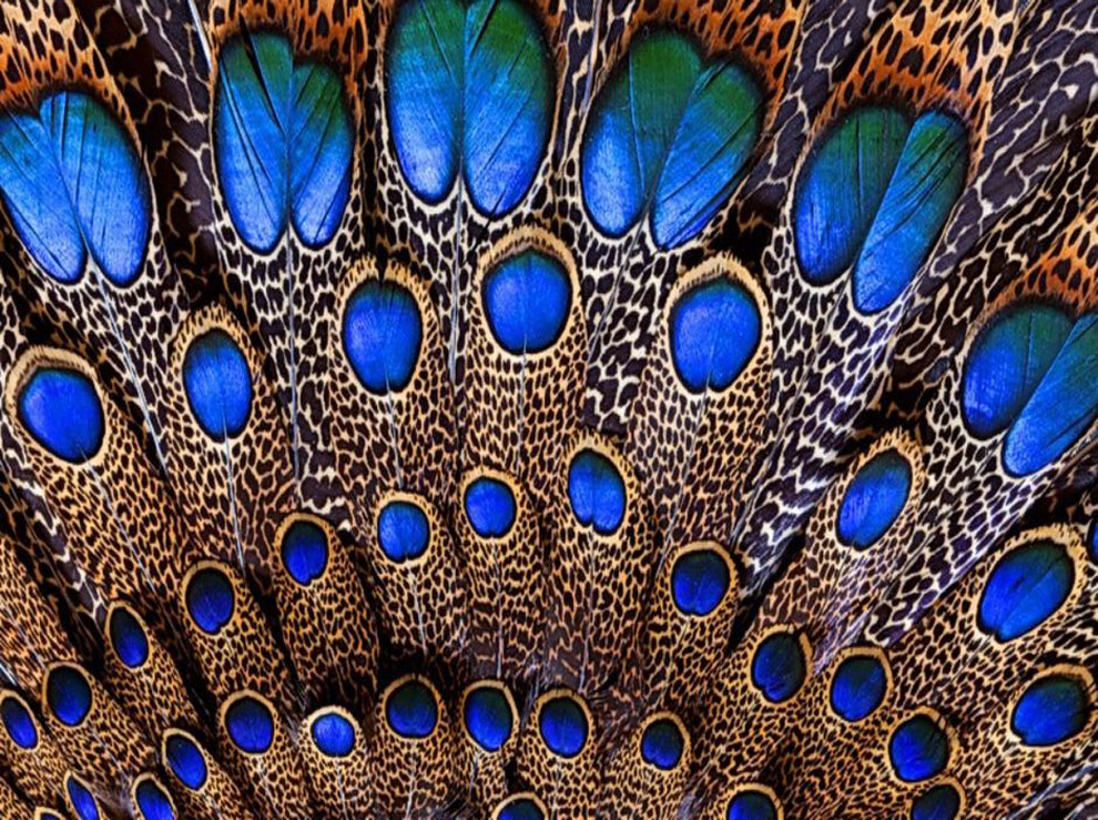 Nesting Bird by erica lyons