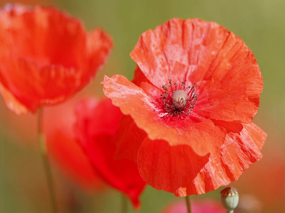 What the Eye can't see... by erica lyons