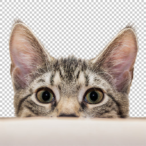 Original Image