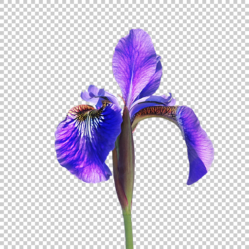 Original Image