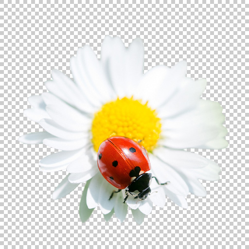 Original Image