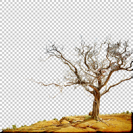 Original Image